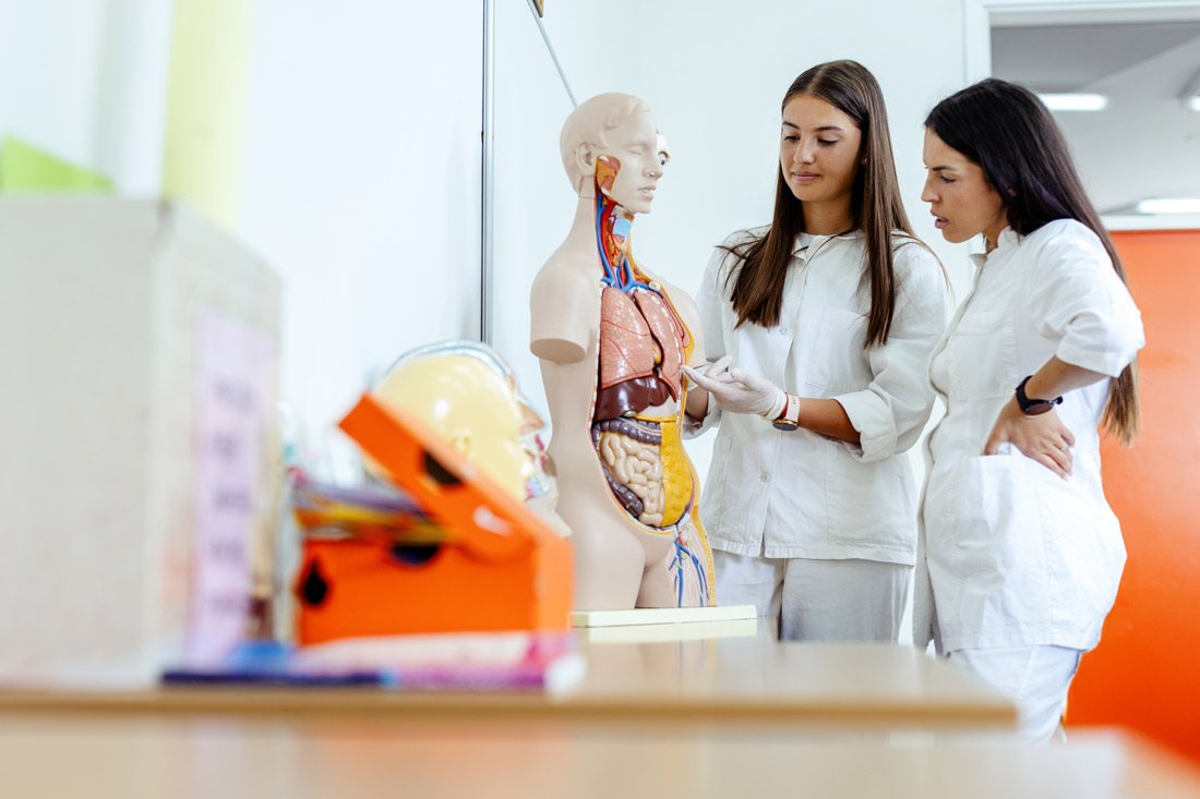 two_med_students_anatomy_model Three adults are seen from behind as they ride their bikes down a paved pathway. To the sides of the path are trees, grass, and shrubbery.